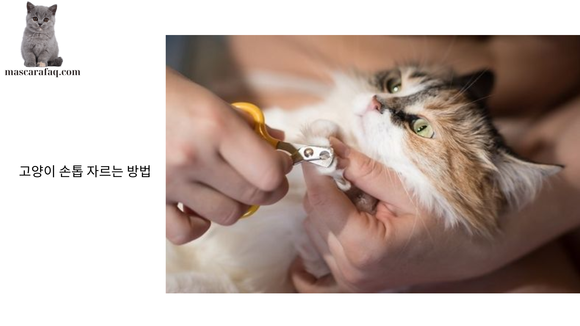 고양이 손톱 자르는 방법