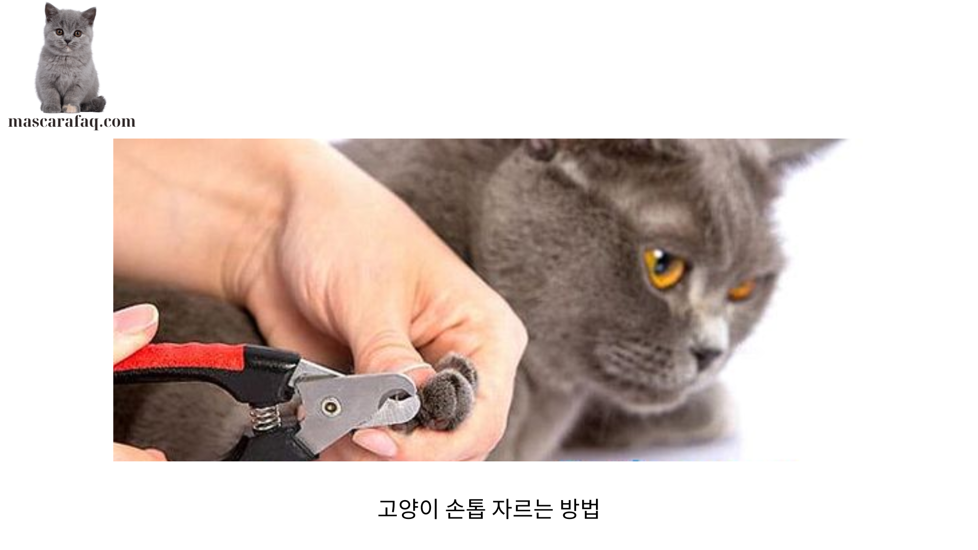 고양이 손톱 자르는 방법