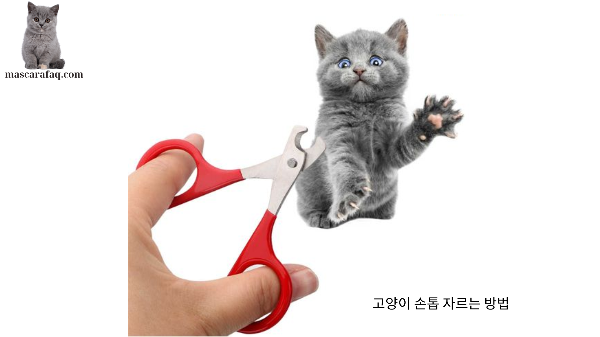 고양이 손톱 자르는 방법