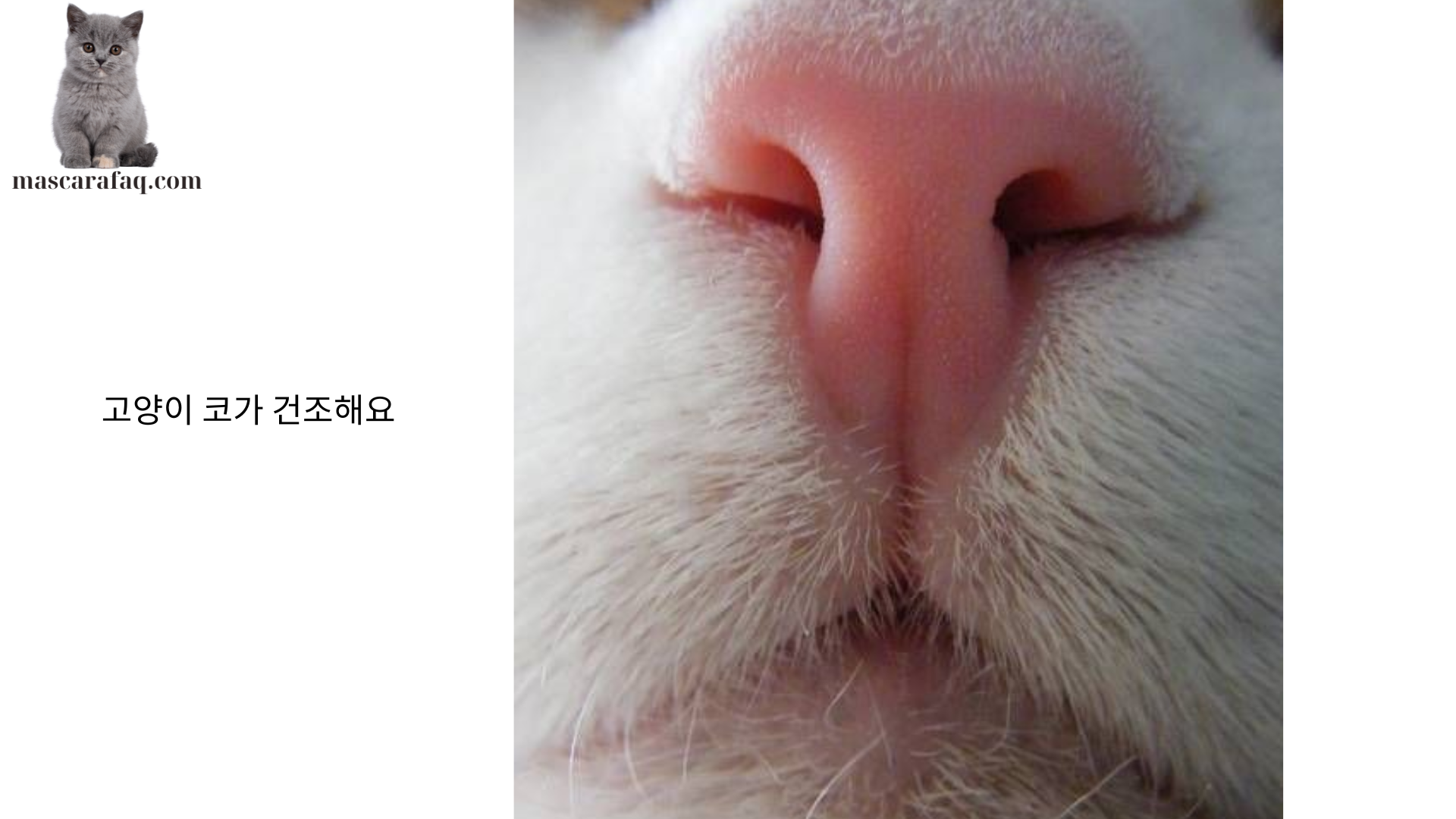 고양이 코가 건조해요