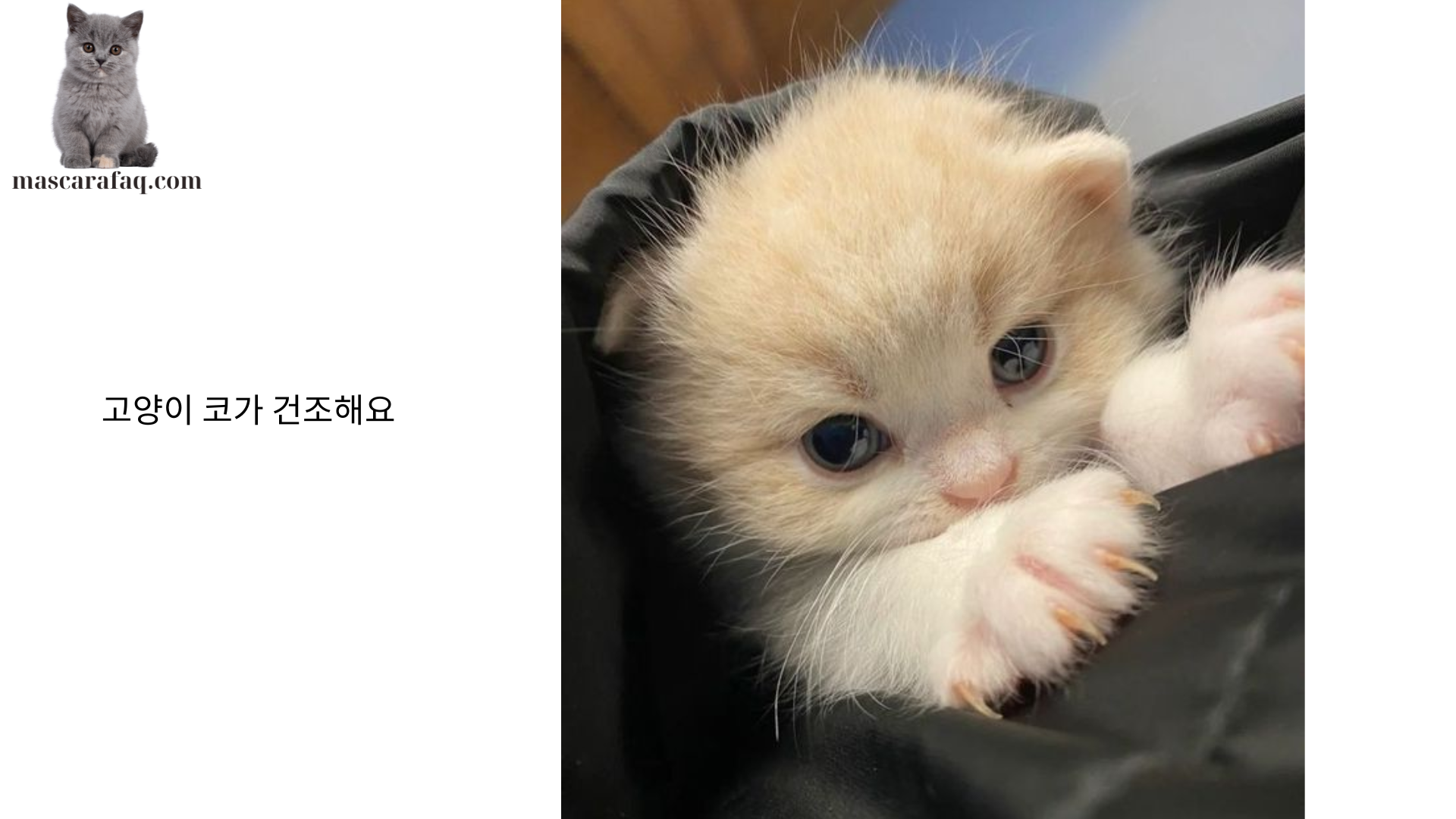 고양이 코가 건조해요