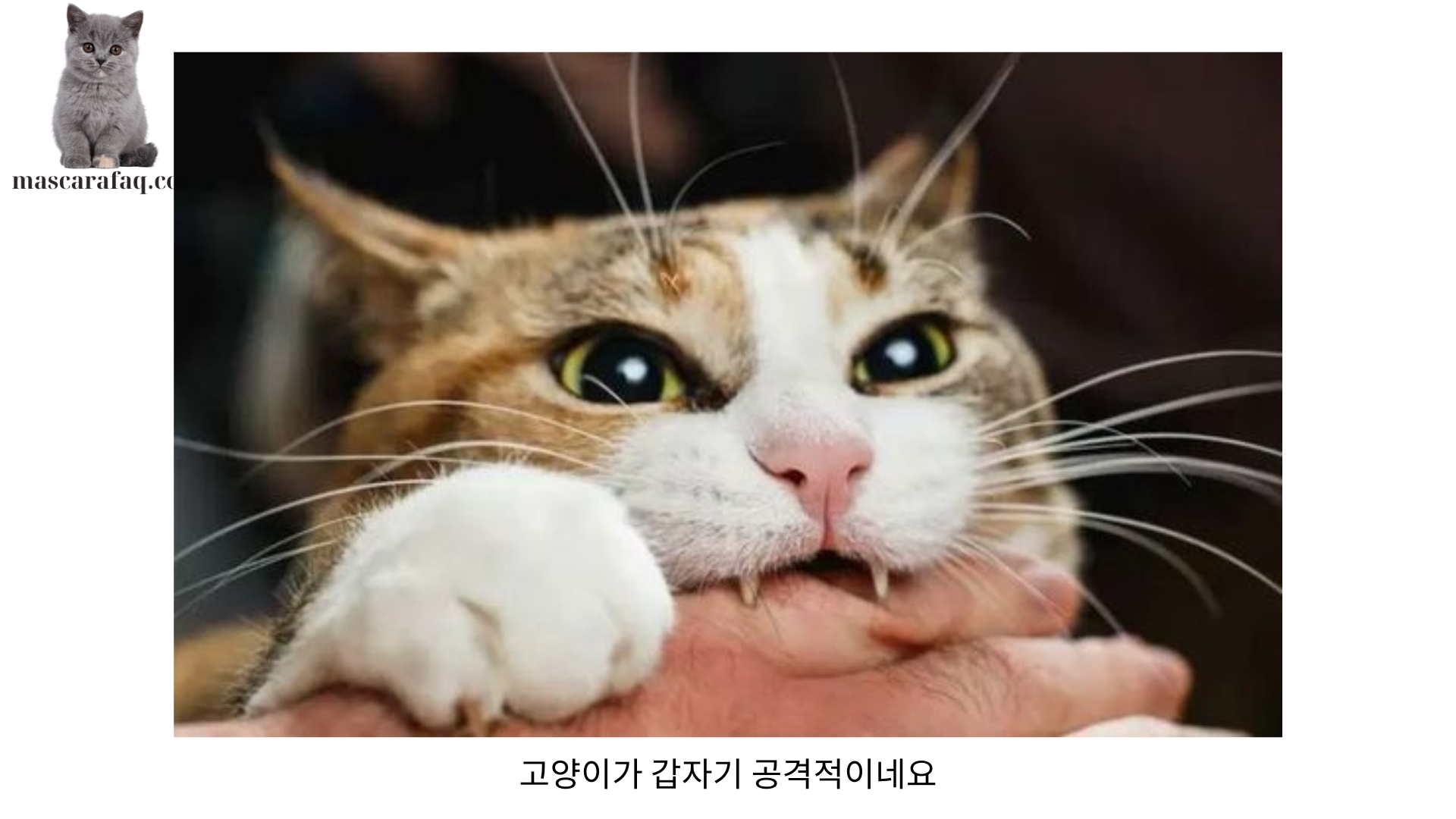 고양이가 갑자기 공격적이네요: 원인과 해결책