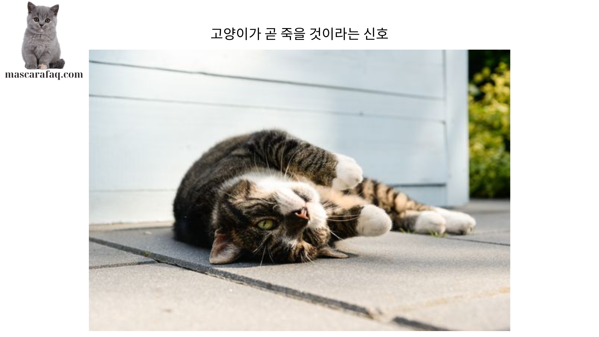 고양이가 곧 죽을 것이라는 신호 (1)