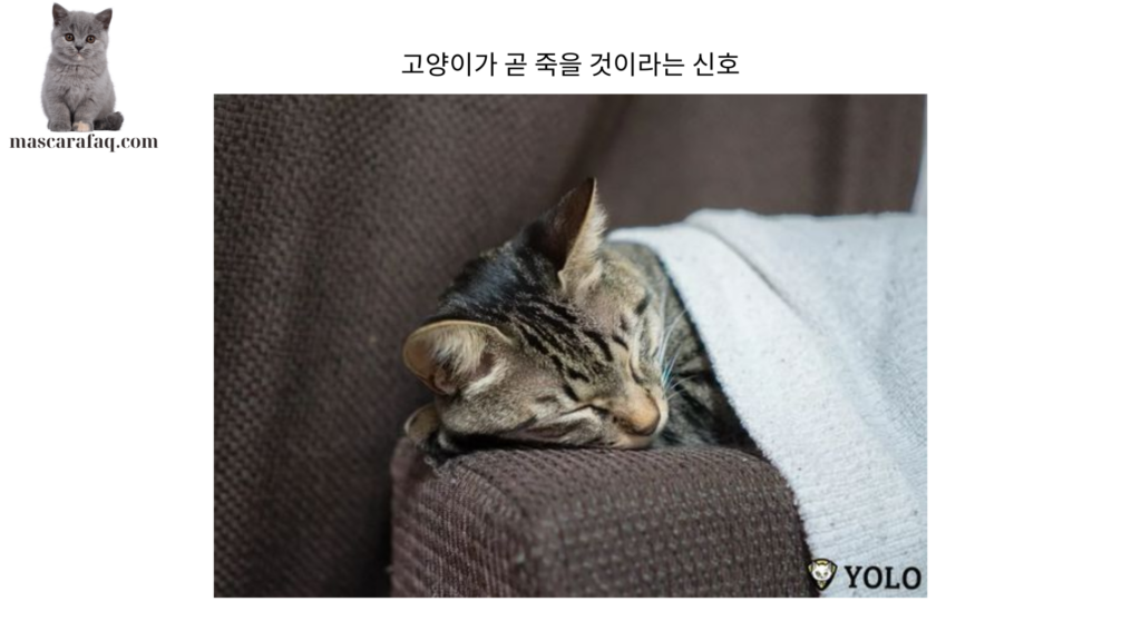 고양이가 곧 죽을 것이라는 신호 (1)