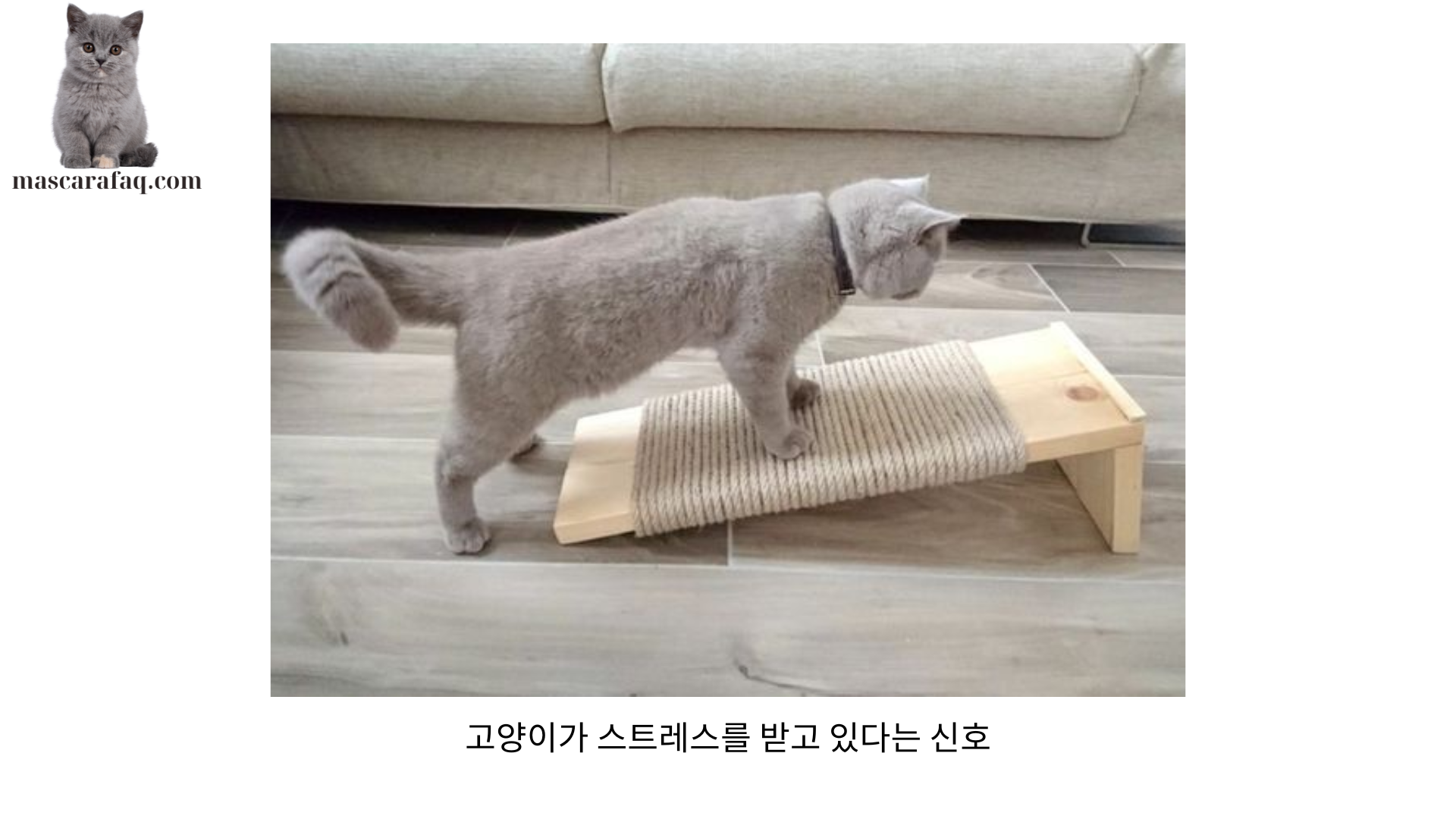 고양이가 스트레스를 받고 있다는 신호