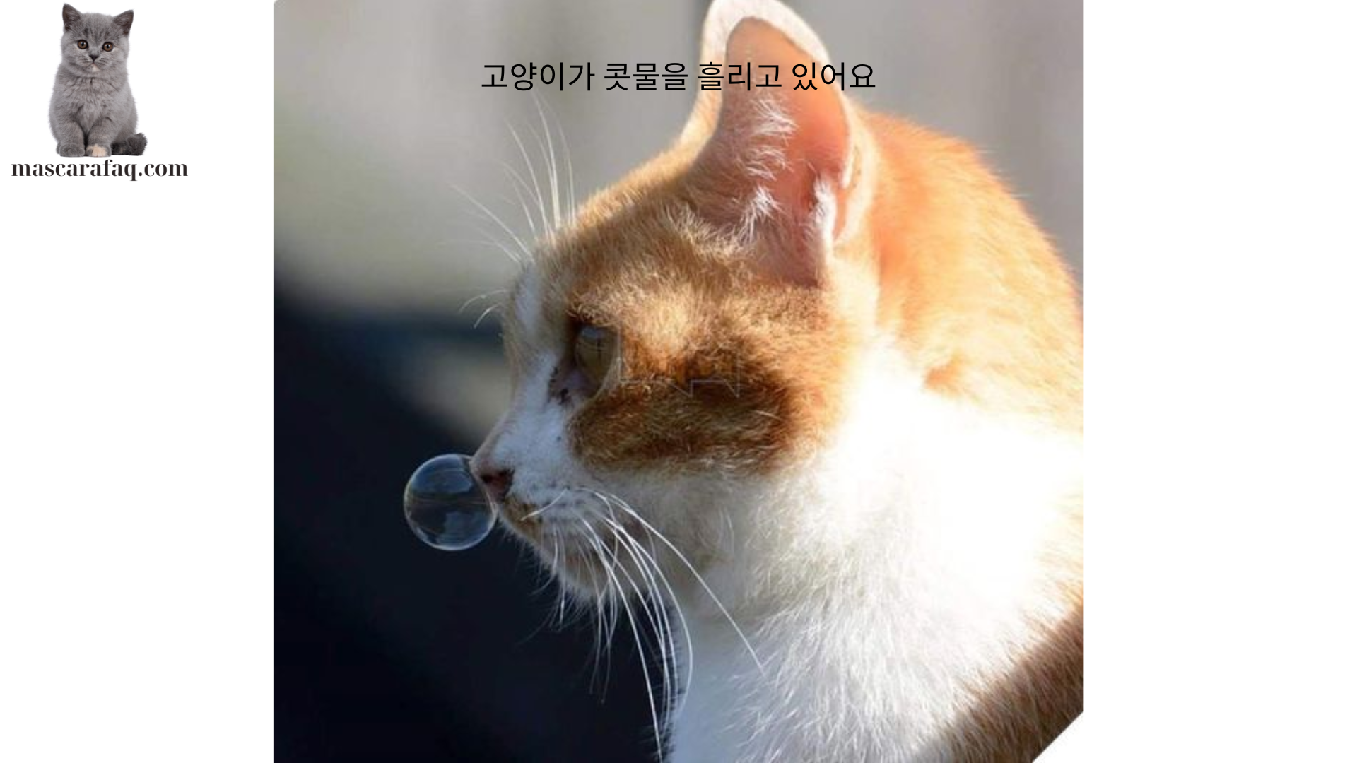 고양이가 콧물을 흘리고 있어요