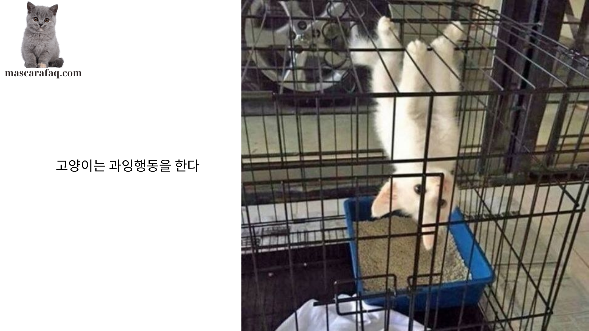 고양이는 과잉행동을 한다 (1)