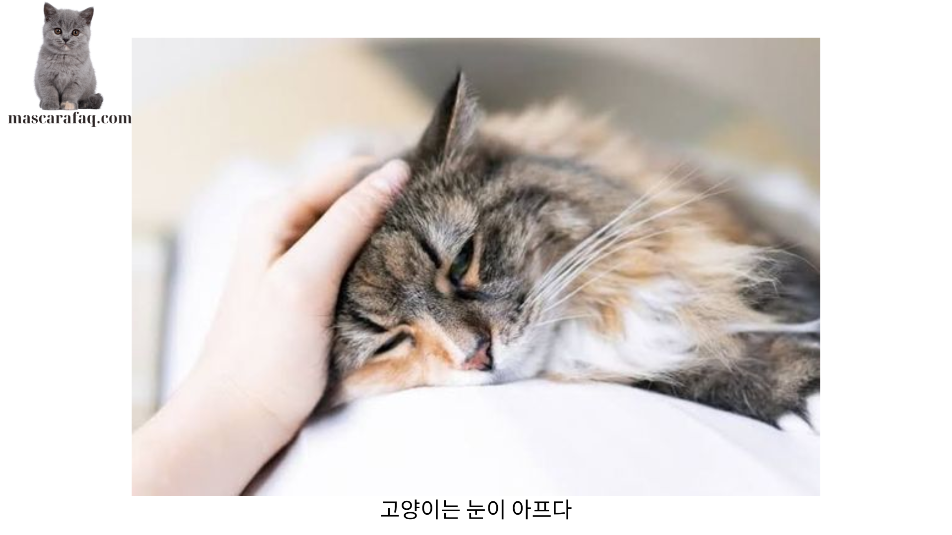 고양이는 눈이 아프다