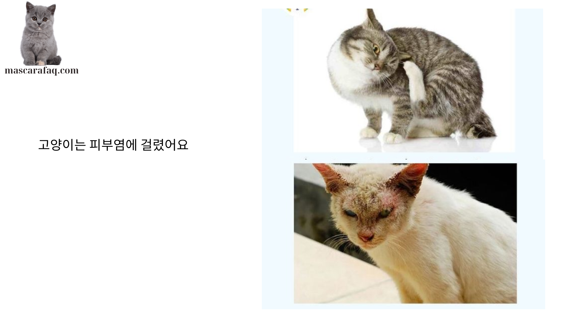 고양이는 피부염에 걸렸어요