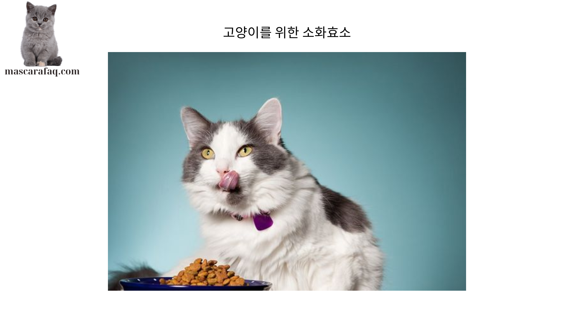 고양이를 위한 소화효소