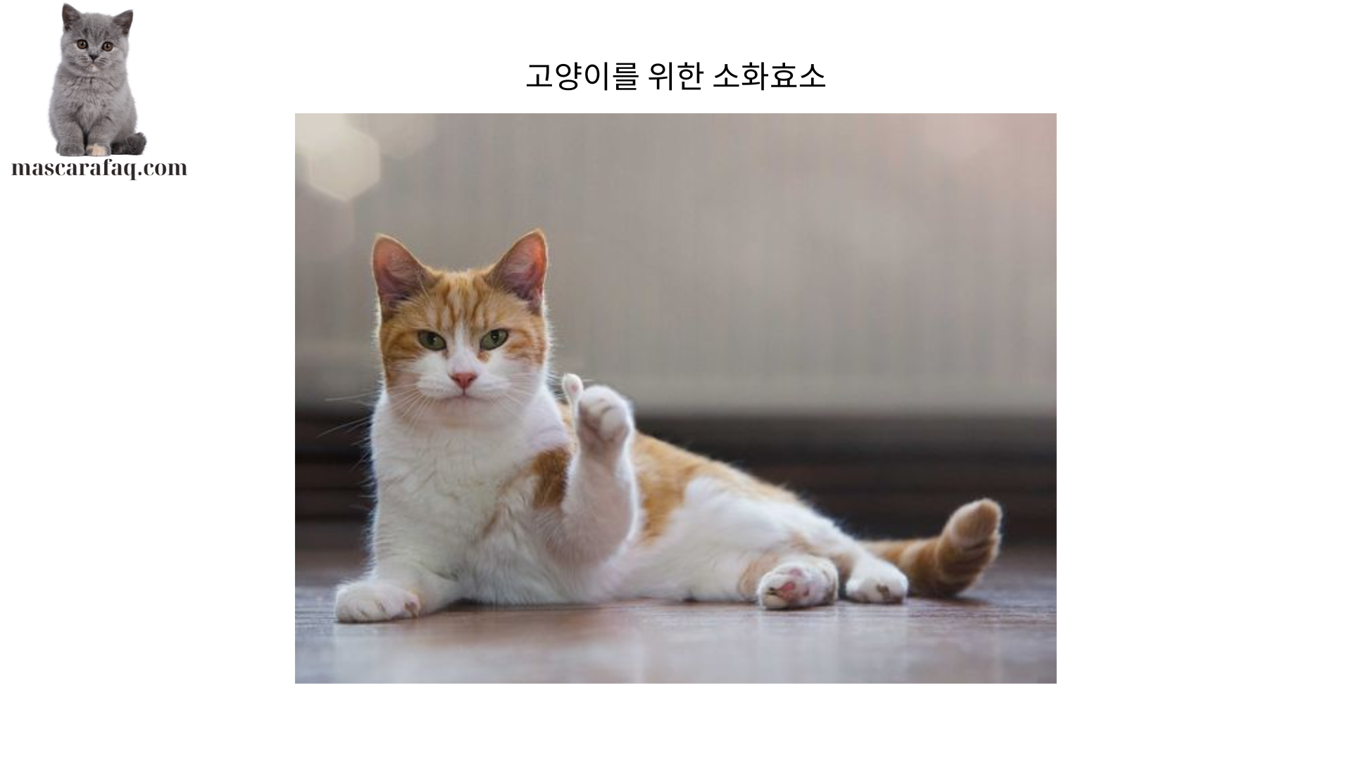 고양이를 위한 소화효소