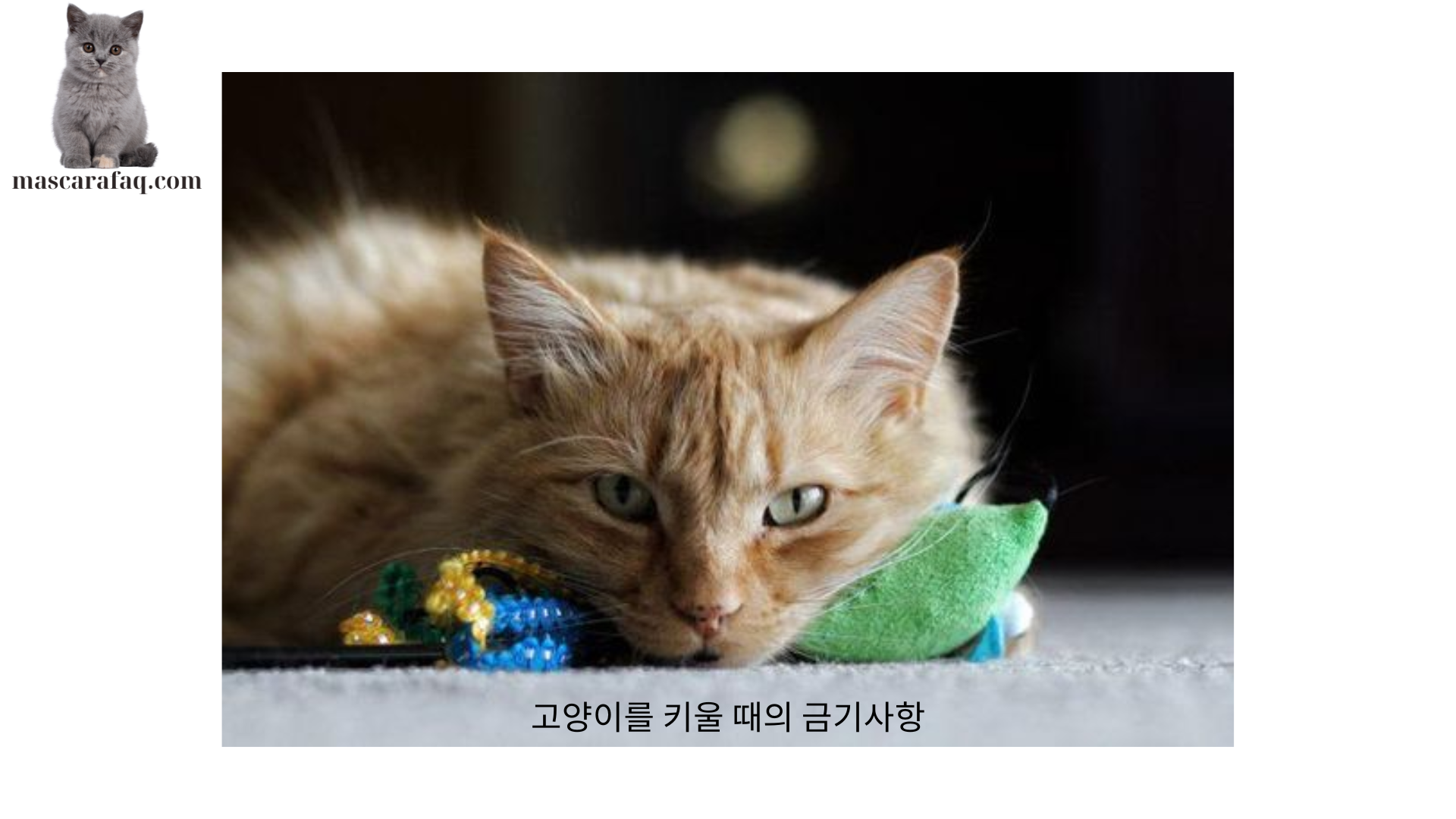 고양이를 키울 때의 금기사항