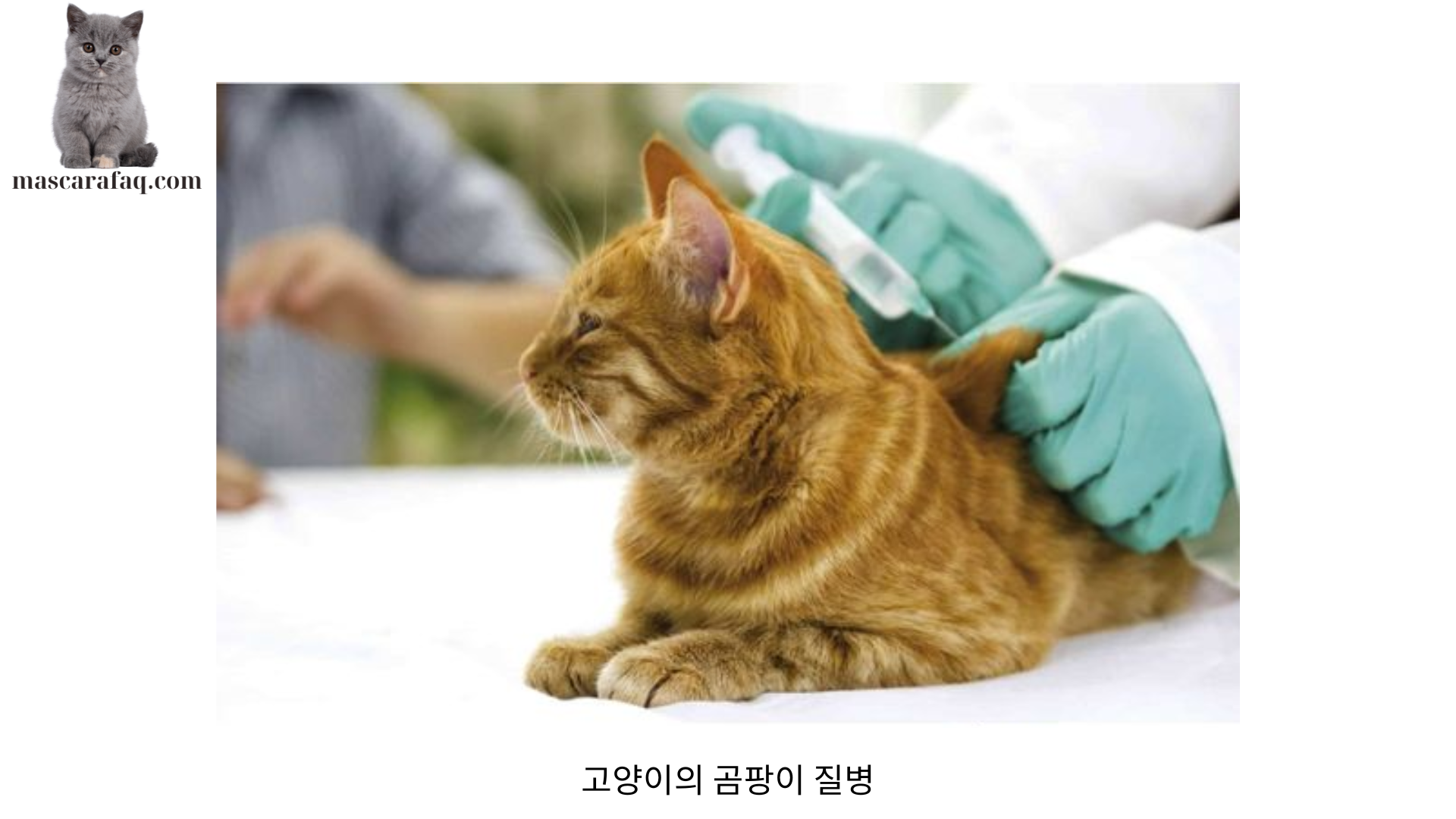 고양이의 곰팡이 질병