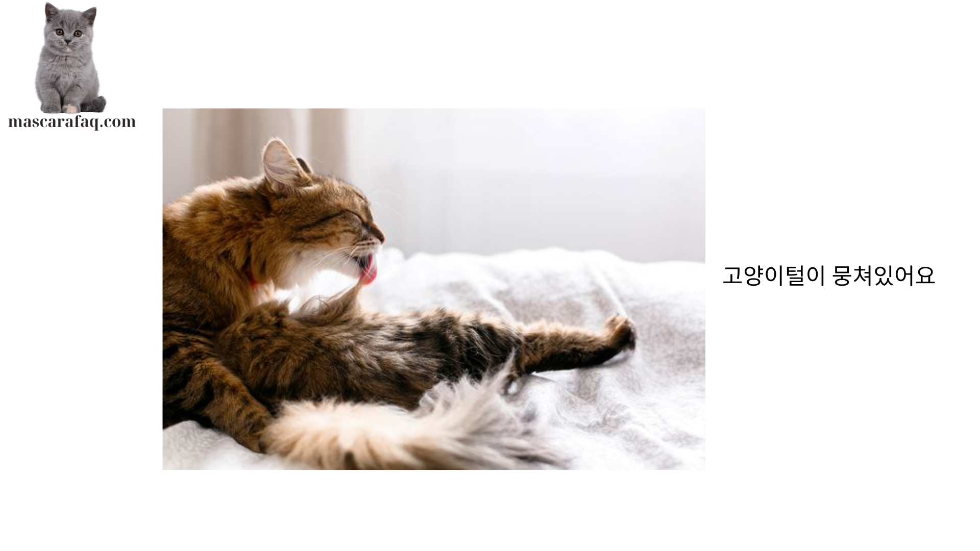 고양이털이 뭉쳐있어요 (1)