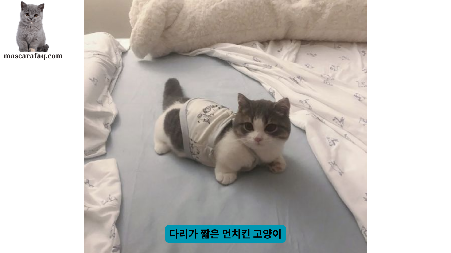 다리가 짧은 먼치킨 고양이