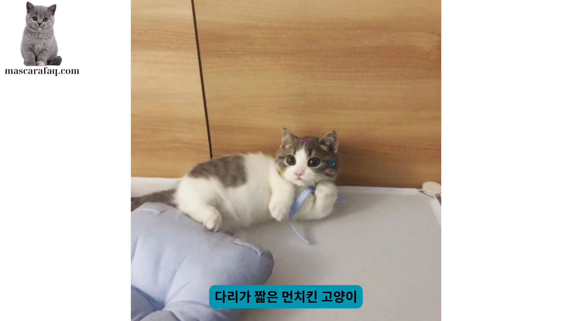 다리가 짧은 먼치킨 고양이 (4)