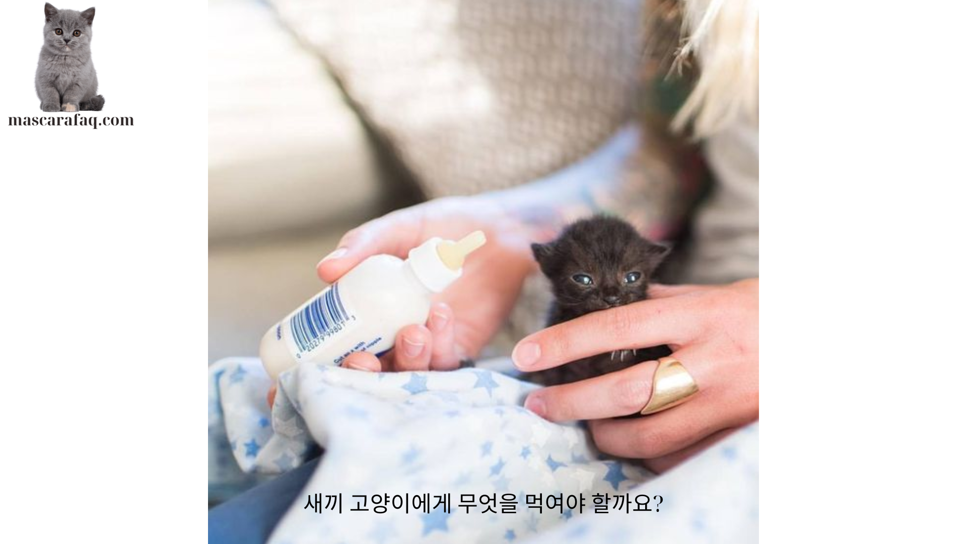 새끼 고양이에게 무엇을 먹여야 할까요?