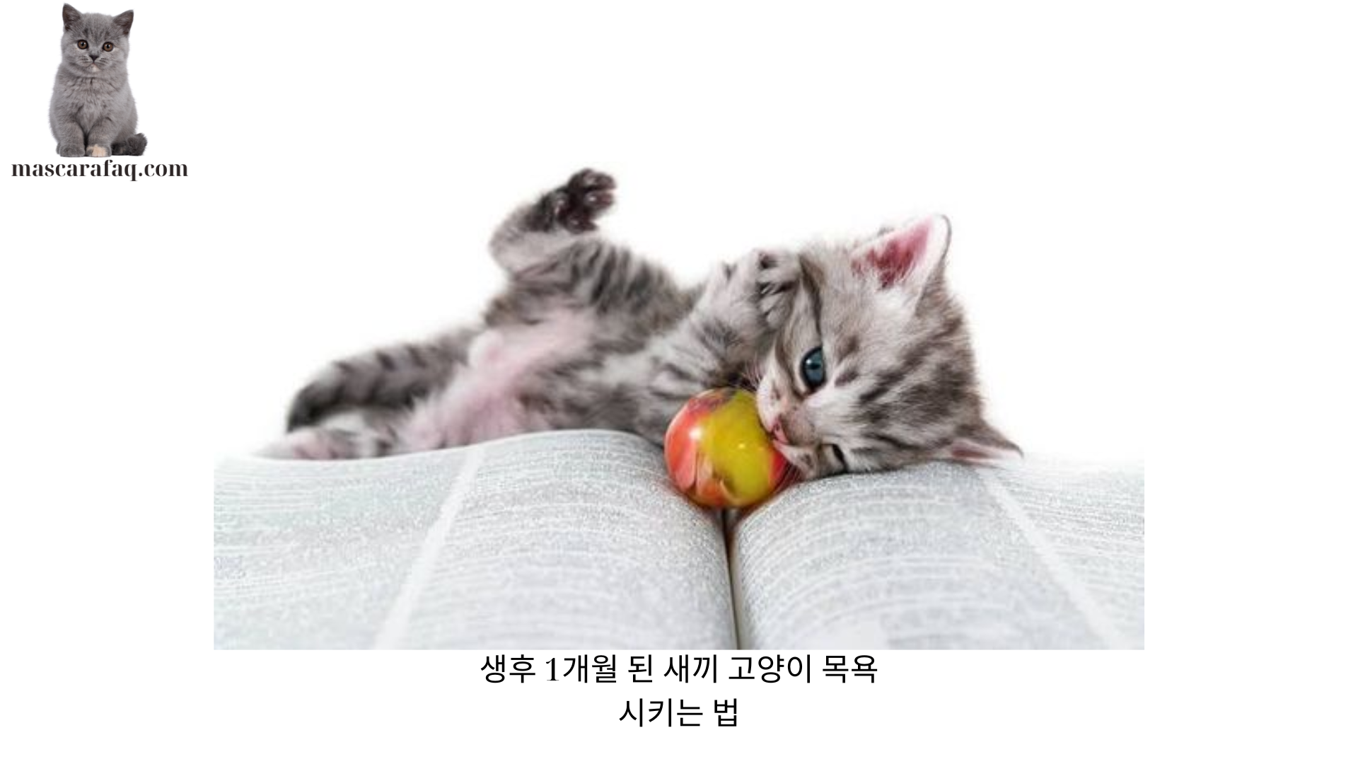 생후 1개월 된 새끼 고양이 목욕시키는 법