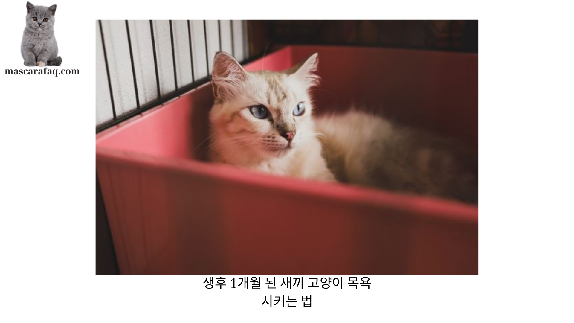 생후 1개월 된 새끼 고양이 목욕시키는 법