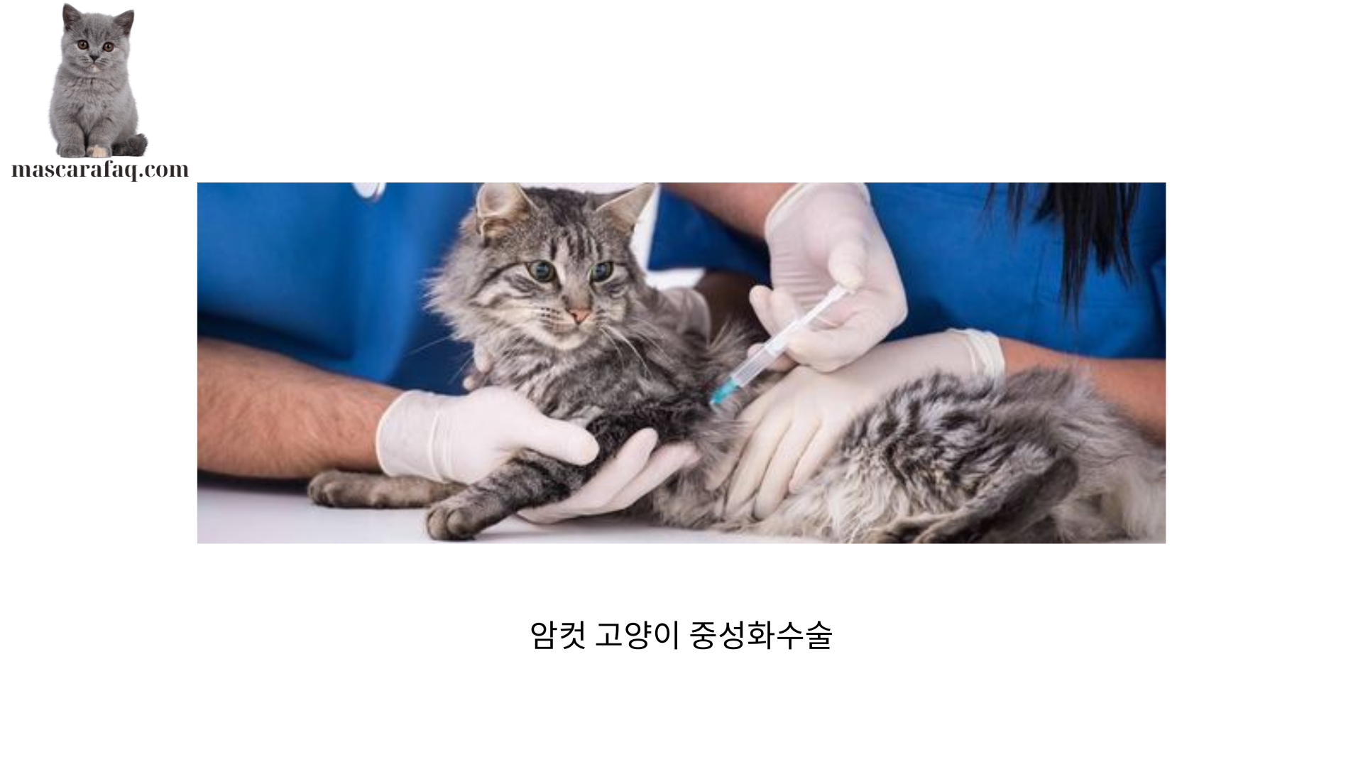 암컷 고양이 중성화수술 (1)