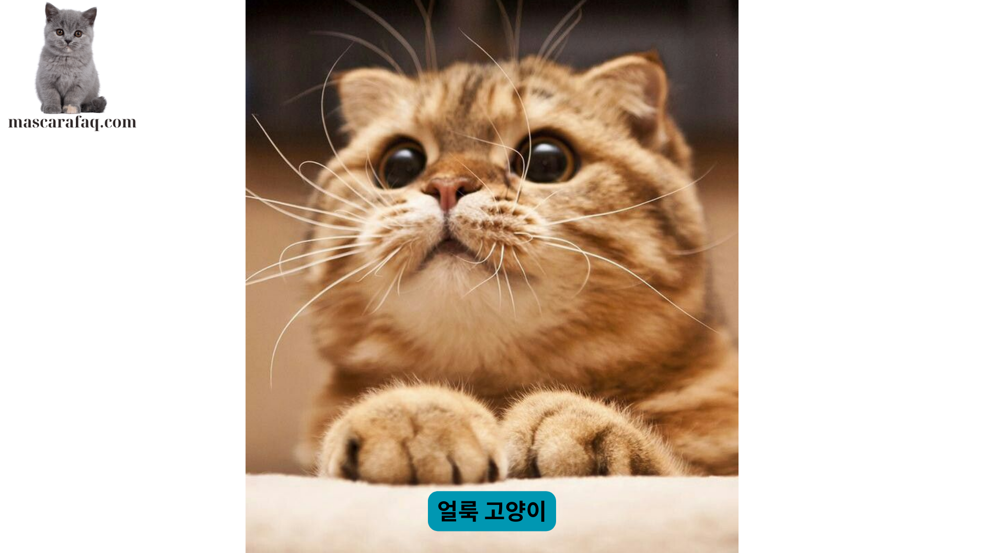 얼룩 고양이