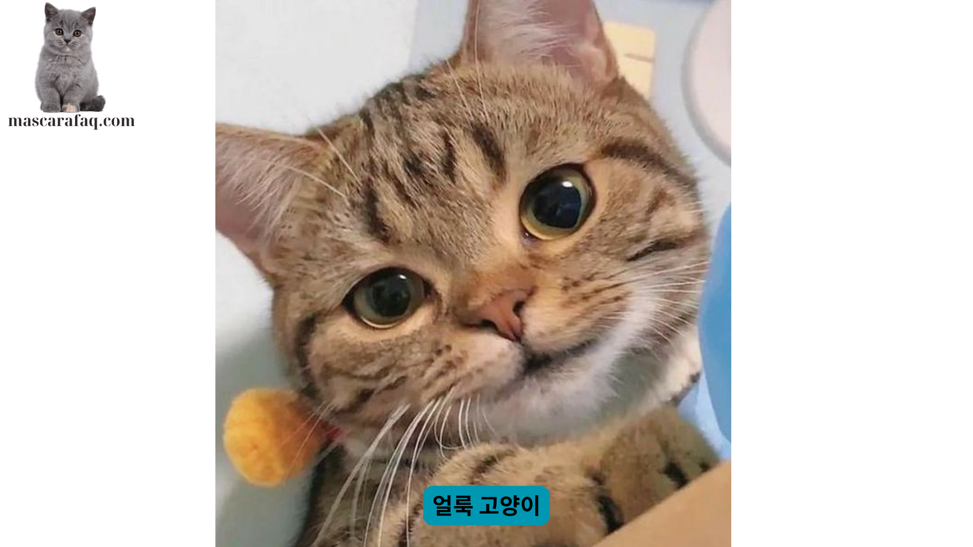 얼룩 고양이