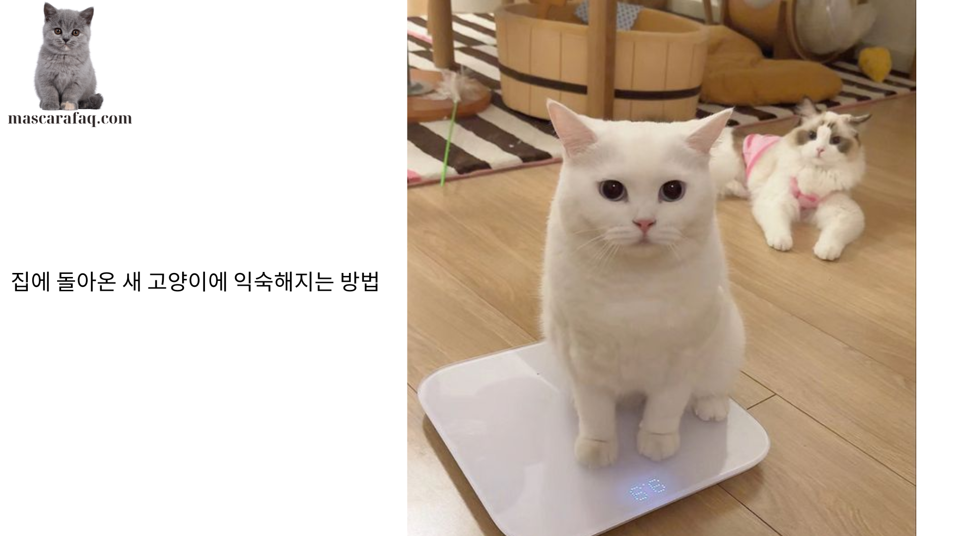 집에 돌아온 새 고양이에 익숙해지는 방법